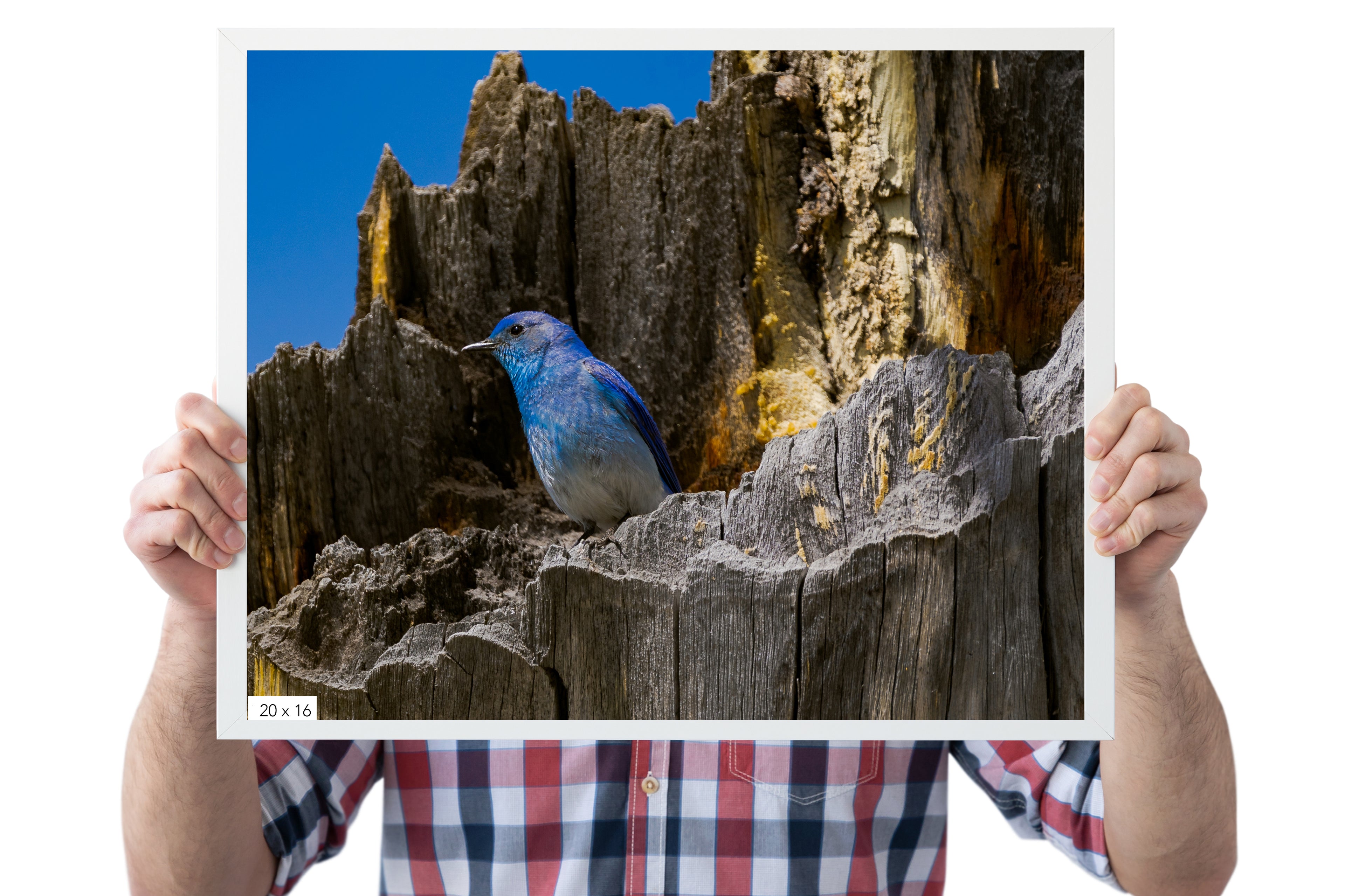 Mountain Bluebird Photograph - The Overland Diaries
