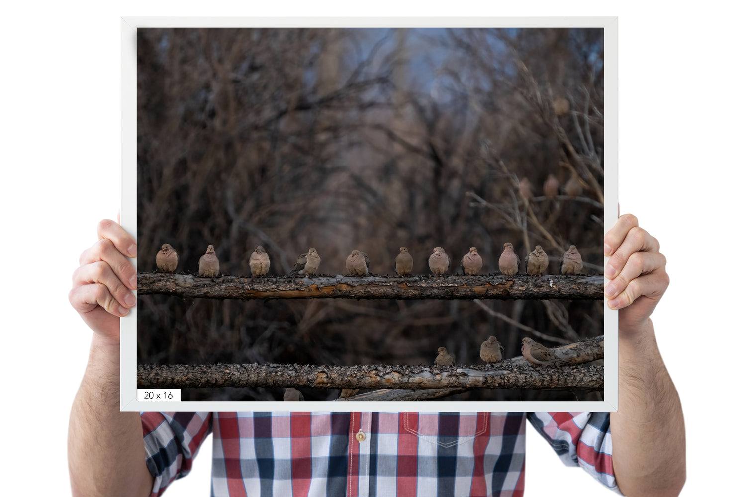 Cute photo of Flock Of Mourning Doves - The Overland Diaries