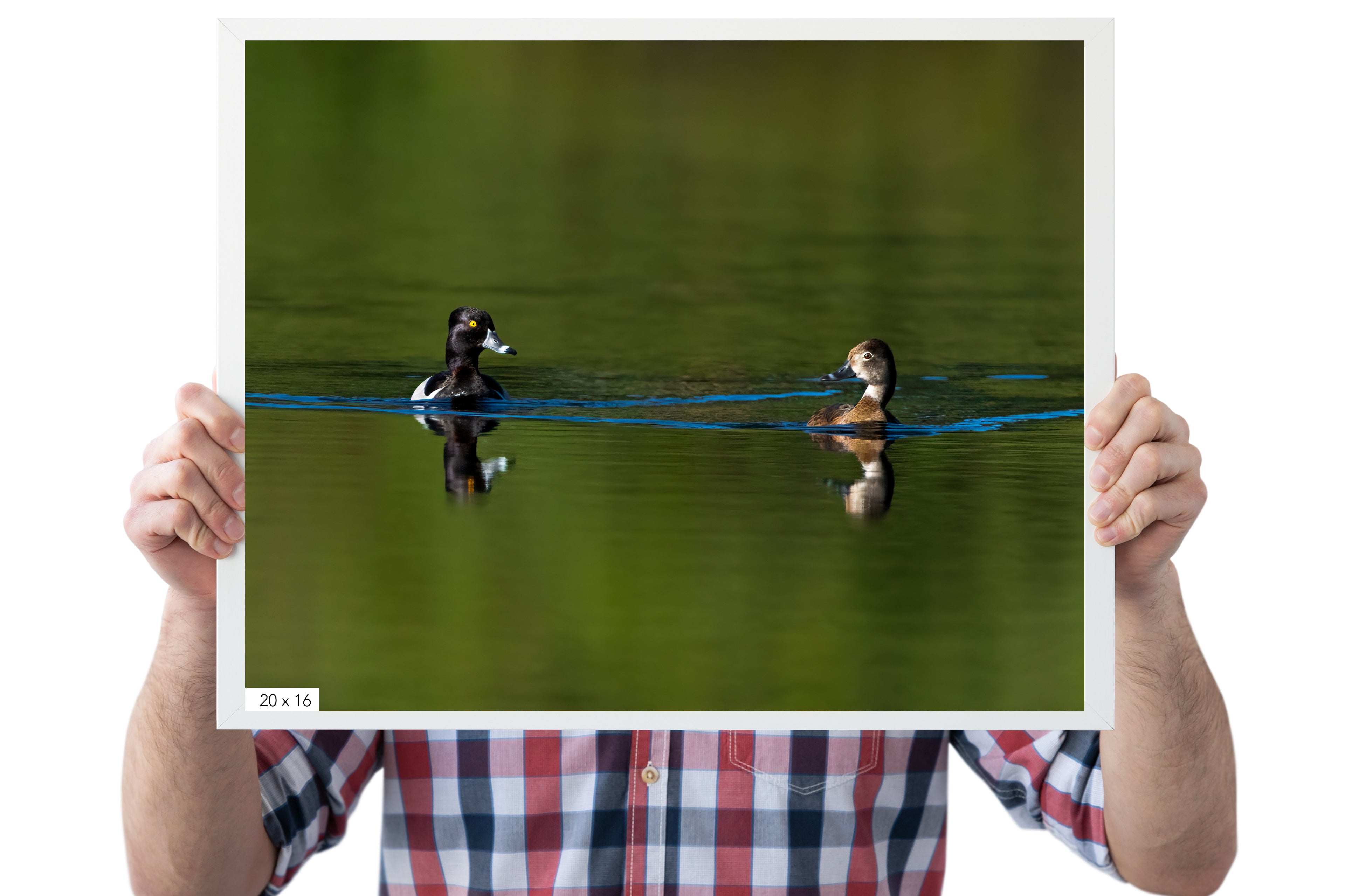 Ring-necked Duck Photo - The Overland Diaries