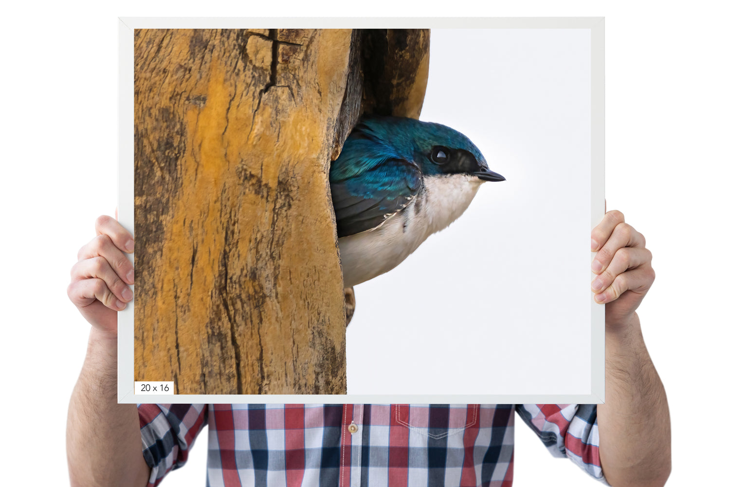 Tree Swallow Coming Out Of It&