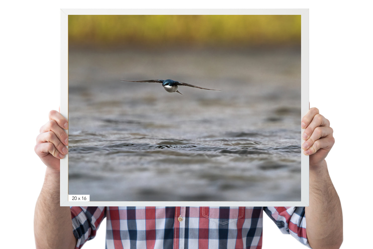 Flying Tree Swallow Photo - The Overland Diaries