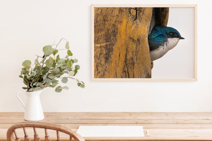 Tree Swallow Coming Out Of It&