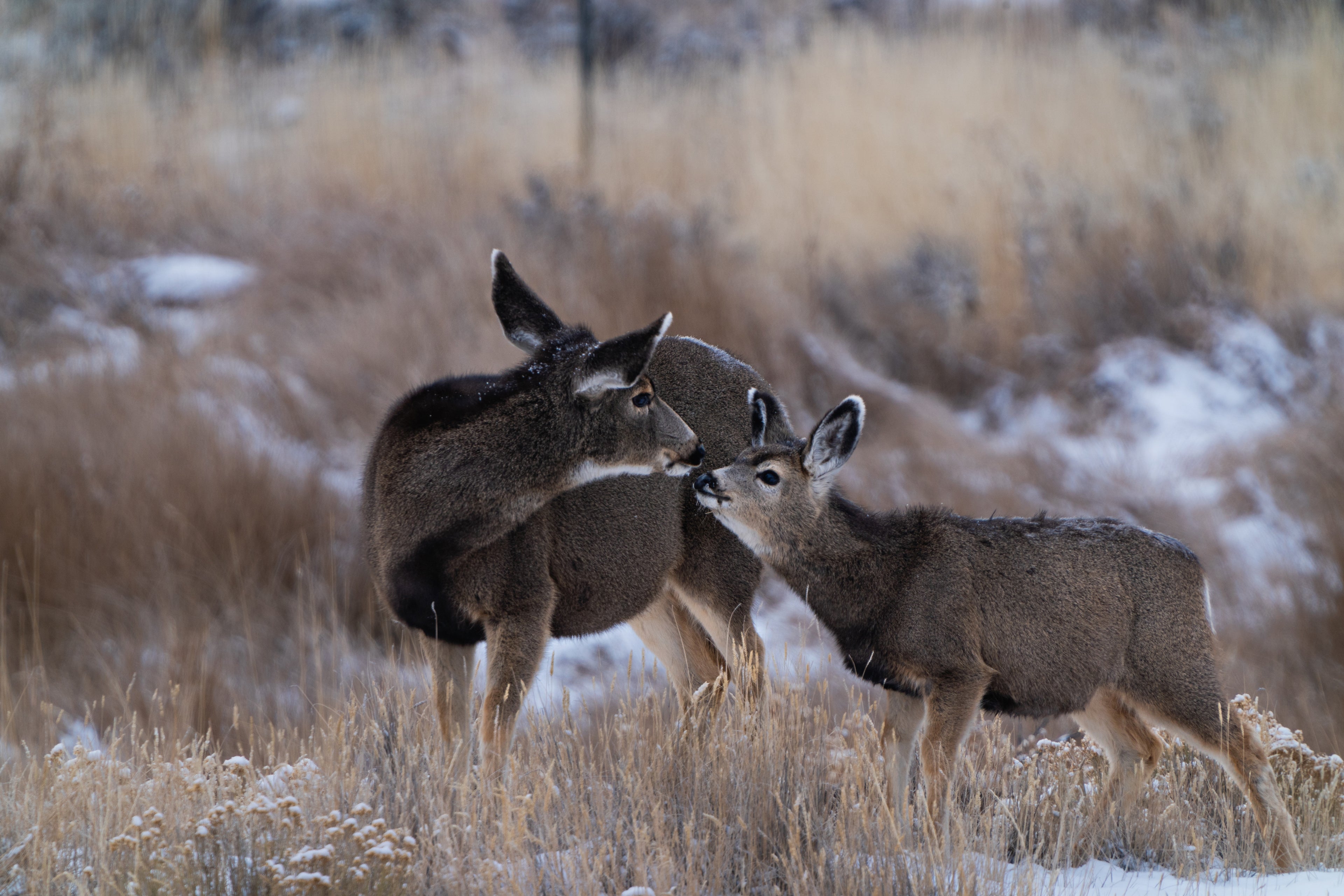 Mamma Deer Kissing Fawn. - The Overland Diaries