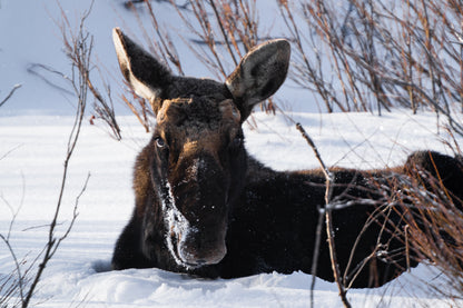 Moose - The Overland Diaries