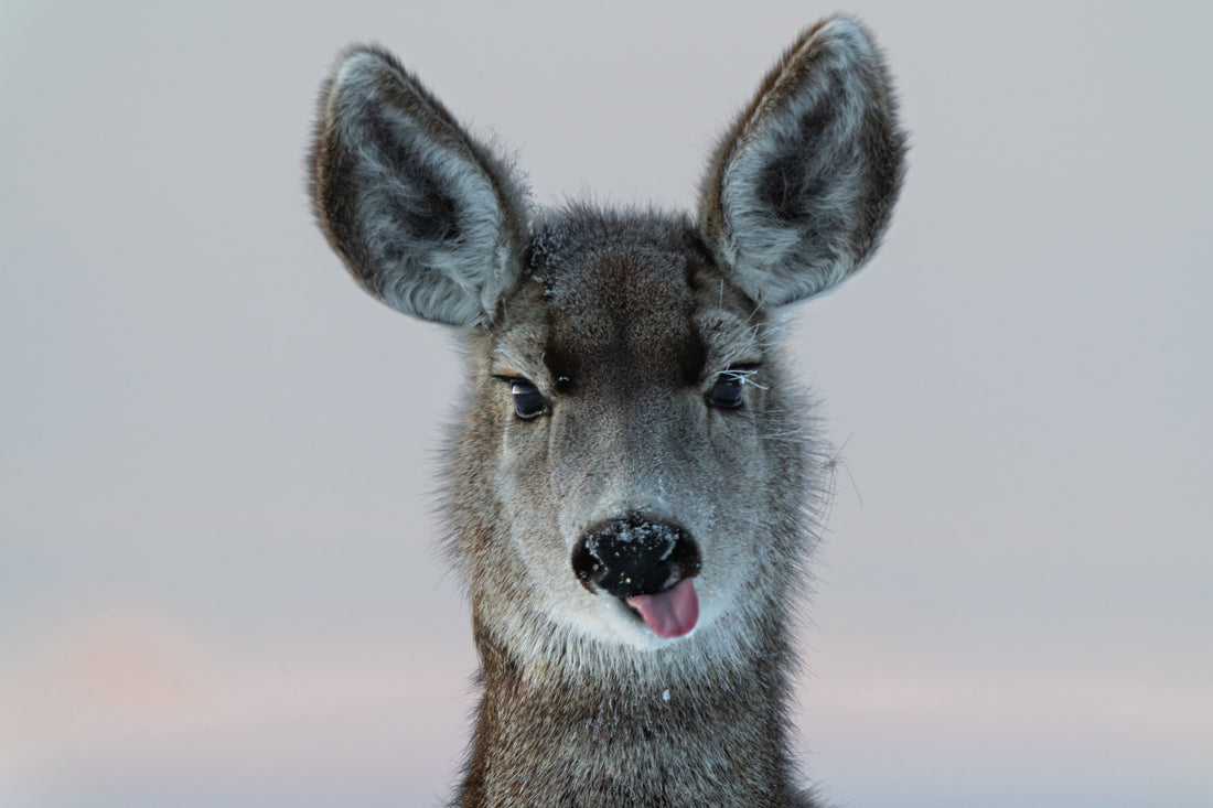 Deer Funny Face - The Overland Diaries