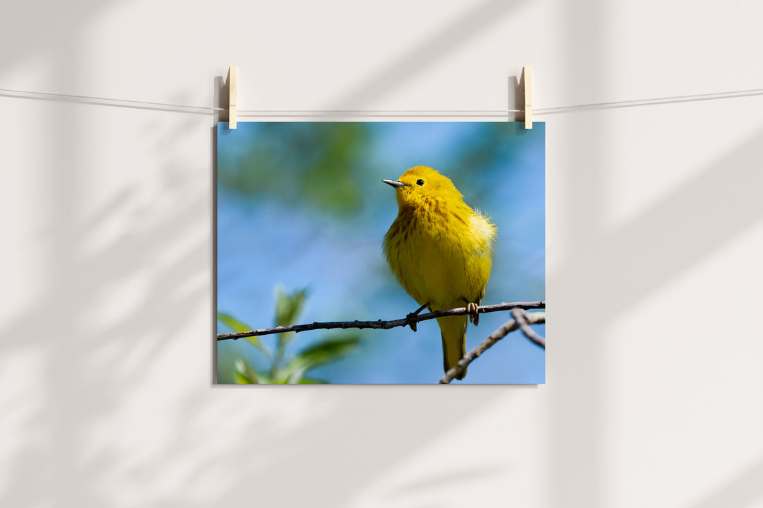 Yellow Warbler - The Overland Diaries