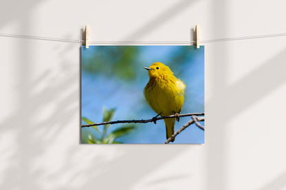 Yellow Warbler - The Overland Diaries